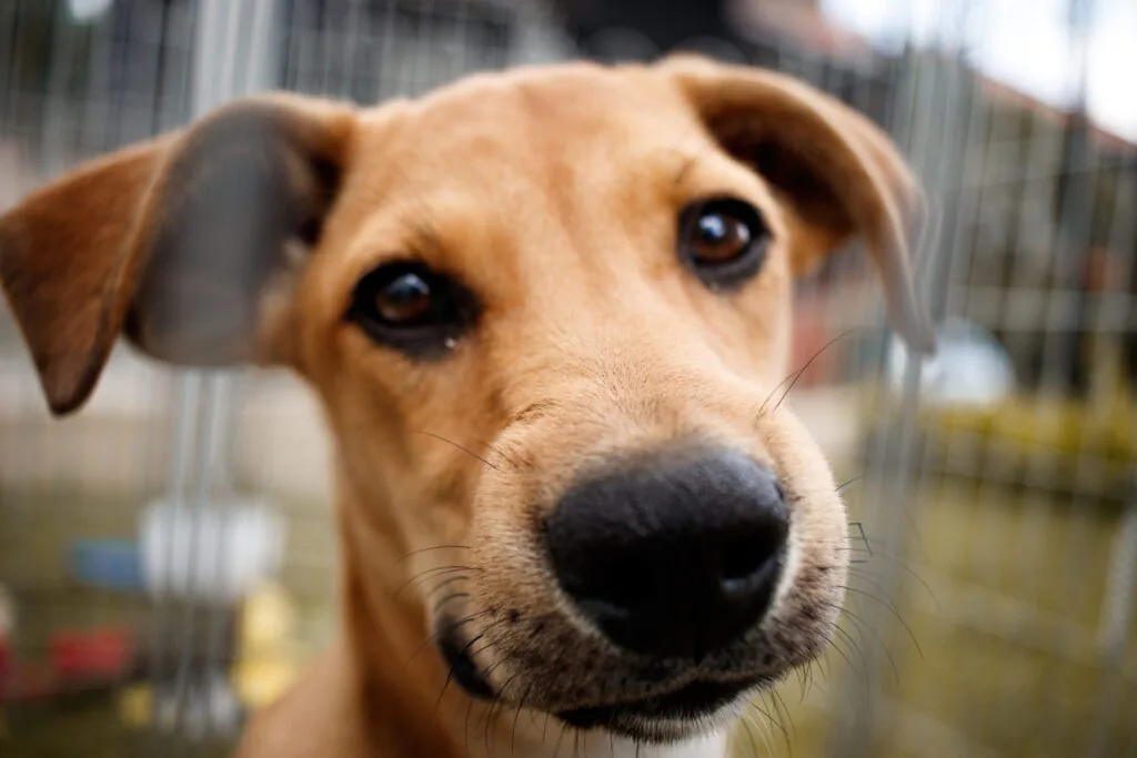 Passeio das Águas Shopping promove evento de adoção de pets.
