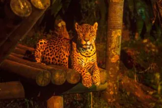 Visitas noturnas estão de volta ao Zoológico de Goiânia com foco em educação ambiental e observação da fauna
