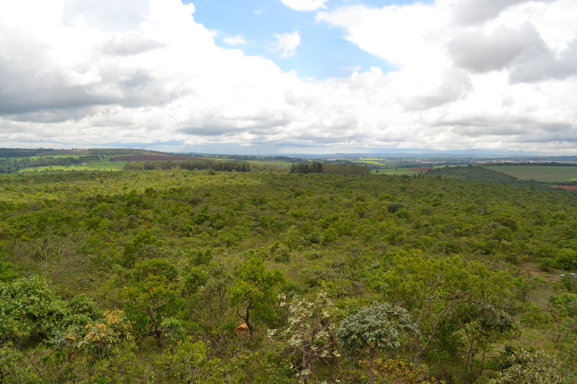 Vista panorâmica de vegetação exuberante e céu nublado.