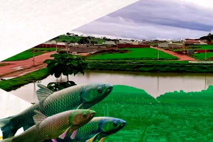 Prefeitura de Inhumas Realiza Soltura de Carpas Capim no Lago do Residencial Portal para Controle Ambiental