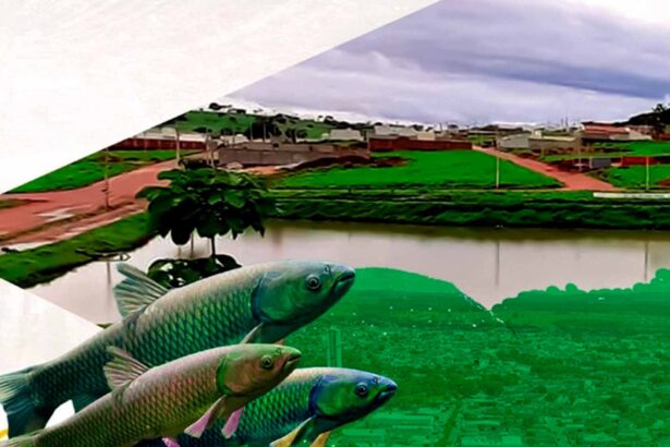 Prefeitura de Inhumas Realiza Soltura de Carpas Capim no Lago do Residencial Portal para Controle Ambiental