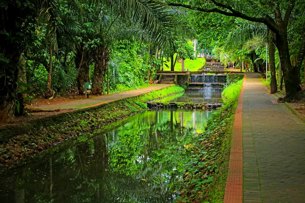 bosque