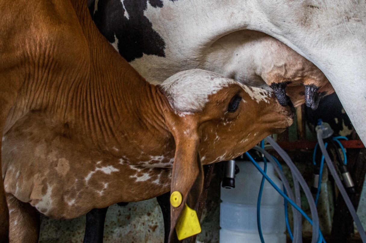 Goiás abre 450 vagas para pequenos produtores de leite em programa de melhoramento genético
