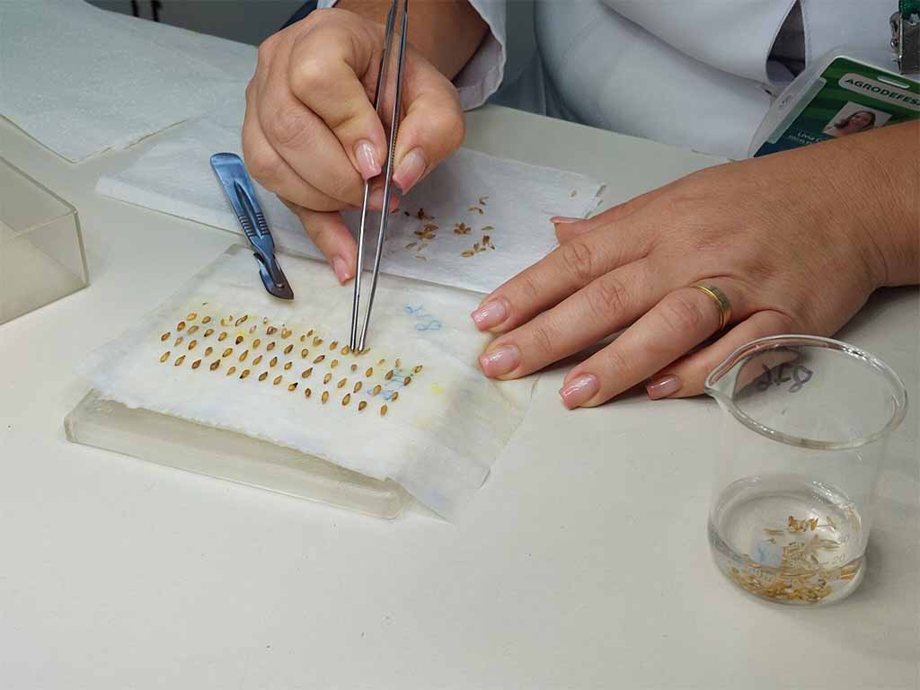 Análise de sementes no laboratório.