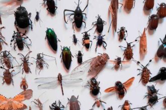 Com 1,4 bilhão para cada humano, insetos são essenciais para a vida na Terra