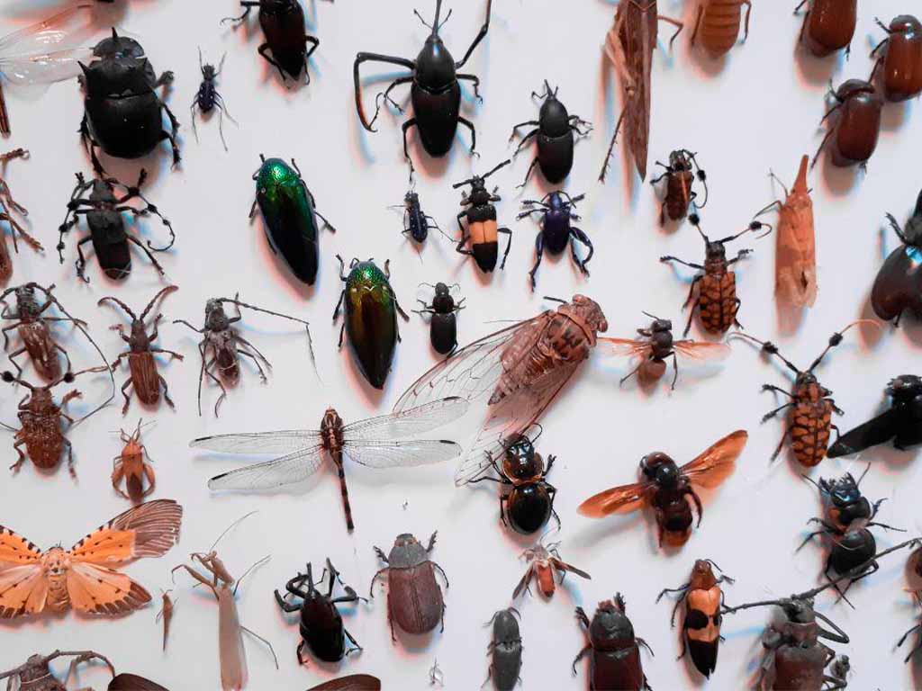 Com 1,4 bilhão para cada humano, insetos são essenciais para a vida na Terra