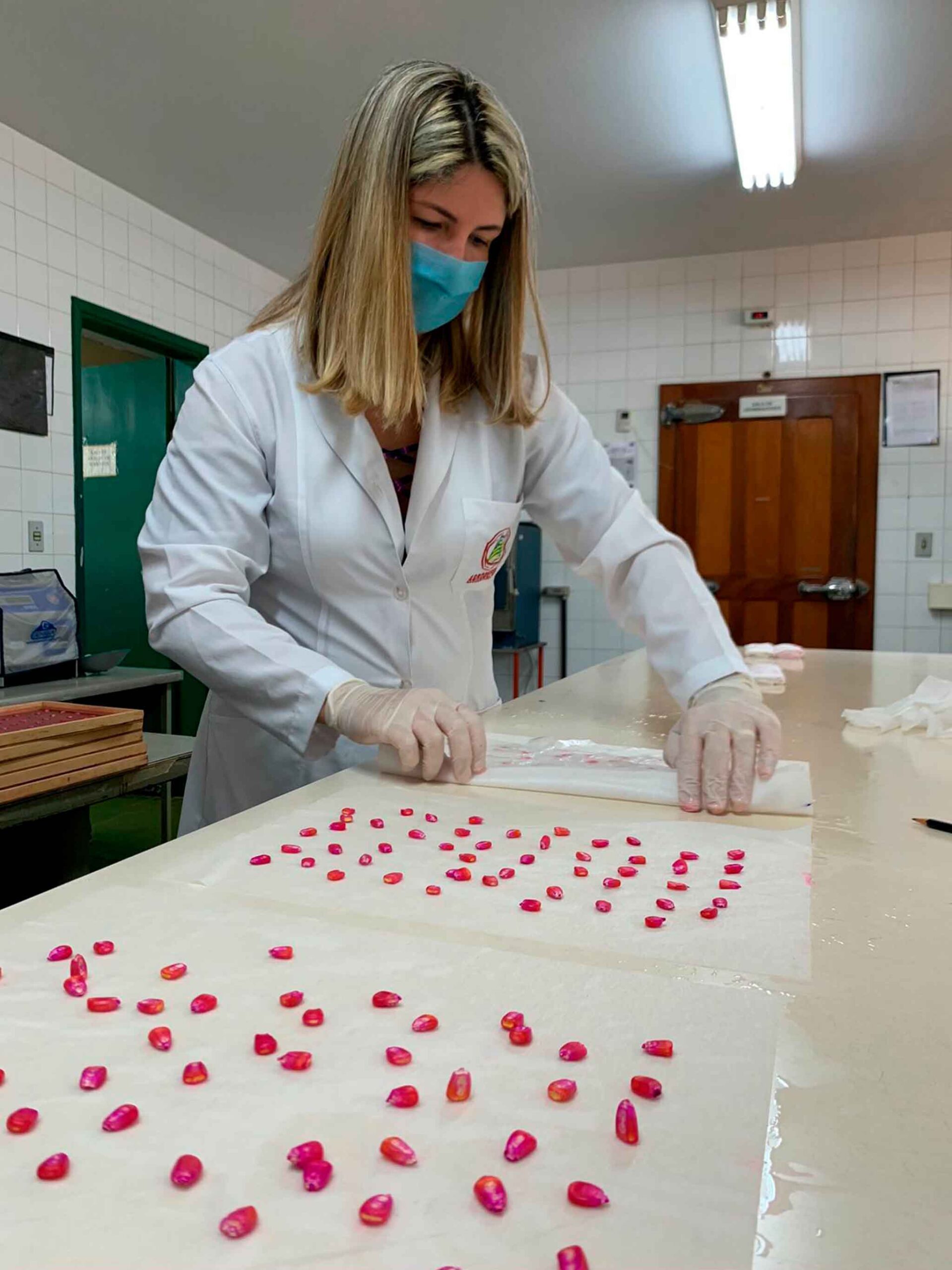 Agrodefesa alerta produtores sobre importância de sementes certificadas para a safra 2025/2026