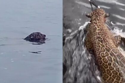 Polícia ambiental resgata onça-pintada ferida por tiros na Praia da Ponta Negra, em Manaus