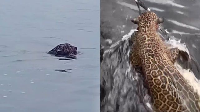 Polícia ambiental resgata onça-pintada ferida por tiros na Praia da Ponta Negra, em Manaus