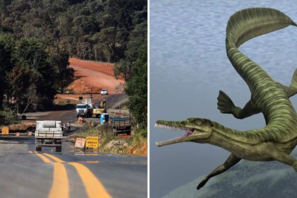 Obra de asfalto é paralisada no Paraná após descoberta de fósseis mais antigos que os dinossauros