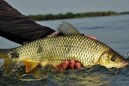 Período da Piracema em Goiás: Protegendo a Vida nos Rios