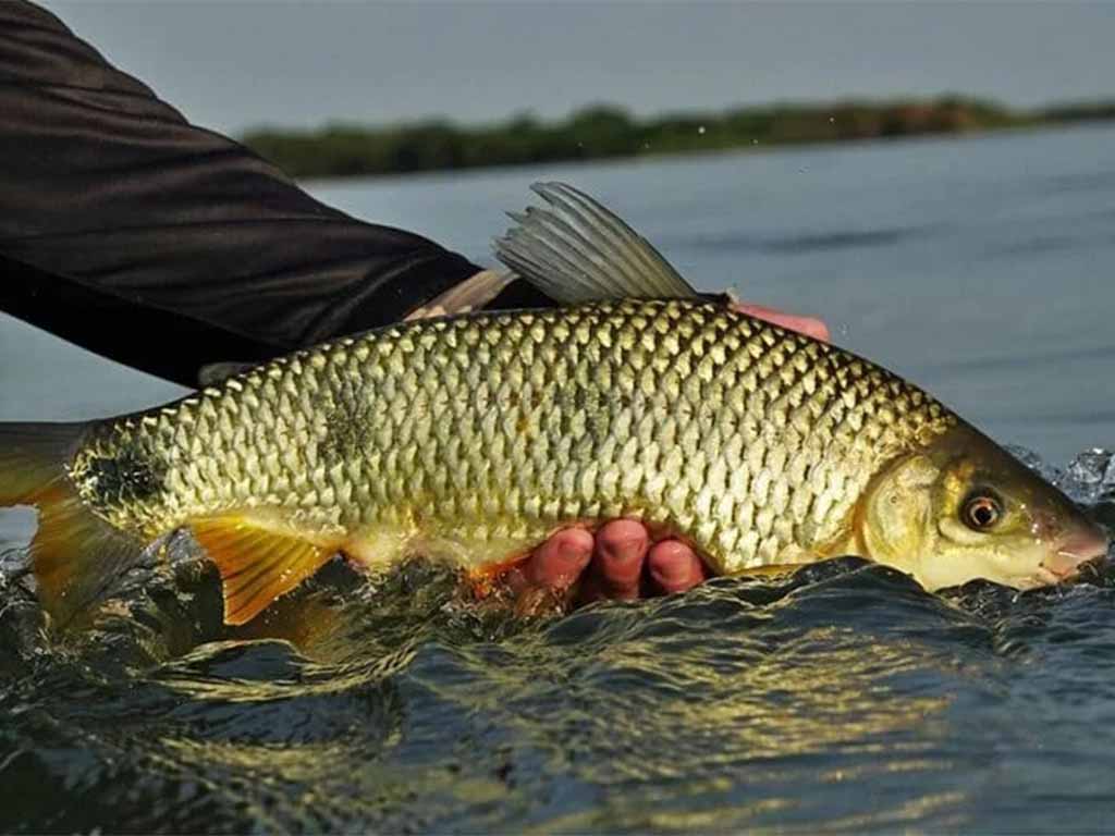 Período da Piracema em Goiás: Protegendo a Vida nos Rios