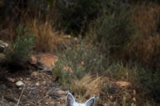 Fotógrafo registra lince-ibérico de pelagem clara em Jaén; estudo aponta despigmentação