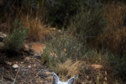 Fotógrafo registra lince-ibérico de pelagem clara em Jaén; estudo aponta despigmentação