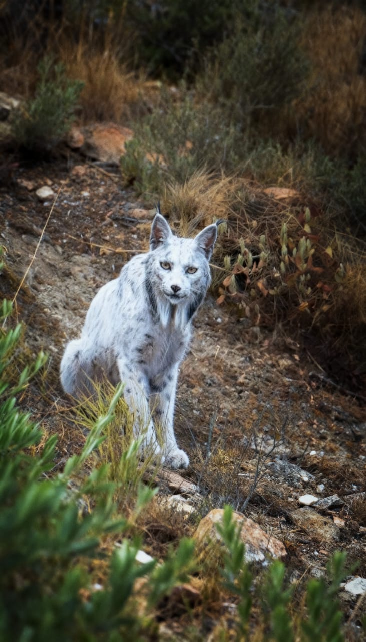 Fotógrafo registra lince-ibérico de pelagem clara em Jaén; estudo aponta despigmentação Fotógrafo registra lince-ibérico de pelagem clara em Jaén; estudo aponta despigmentação