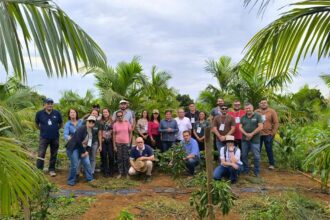 Pesquisa e capacitação impulsionam o cultivo sustentável de açaí irrigado no Cerrado