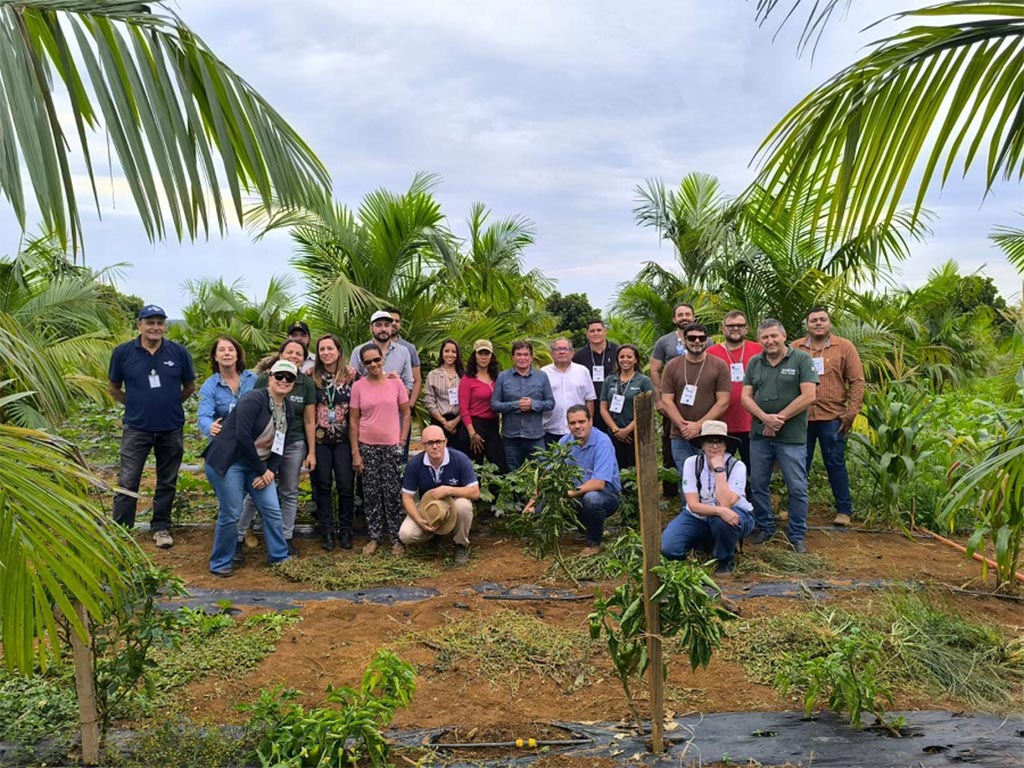 Pesquisa e capacitação impulsionam o cultivo sustentável de açaí irrigado no Cerrado