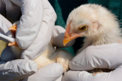 Jornada Técnica de Sanidade Avícola em Goiás: Palestras e Homenagens Marcam Evento no Auditório Augusto França Gontijo em 13 de novembro