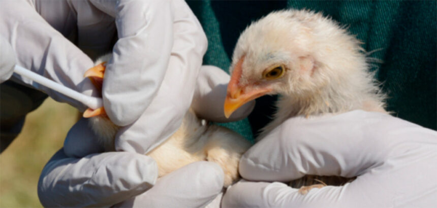 Jornada Técnica de Sanidade Avícola em Goiás: Palestras e Homenagens Marcam Evento no Auditório Augusto França Gontijo em 13 de novembro