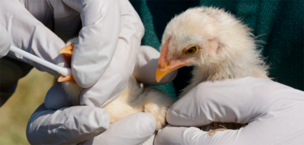 Jornada Técnica de Sanidade Avícola em Goiás: Palestras e Homenagens Marcam Evento no Auditório Augusto França Gontijo em 13 de novembro