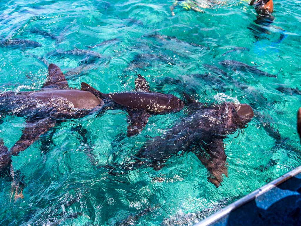 Tubaroes nadando em águas cristalinas azuis turquesa.