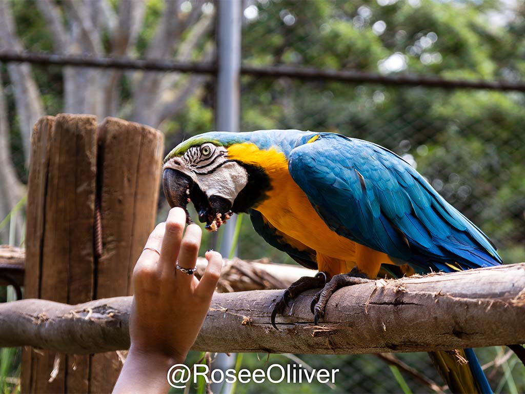 Arara azul e amarela sendo alimentada no zoológico.