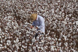 Calendário de semeadura do algodão abre em três regiões de Goiás após fim do vazio sanitário