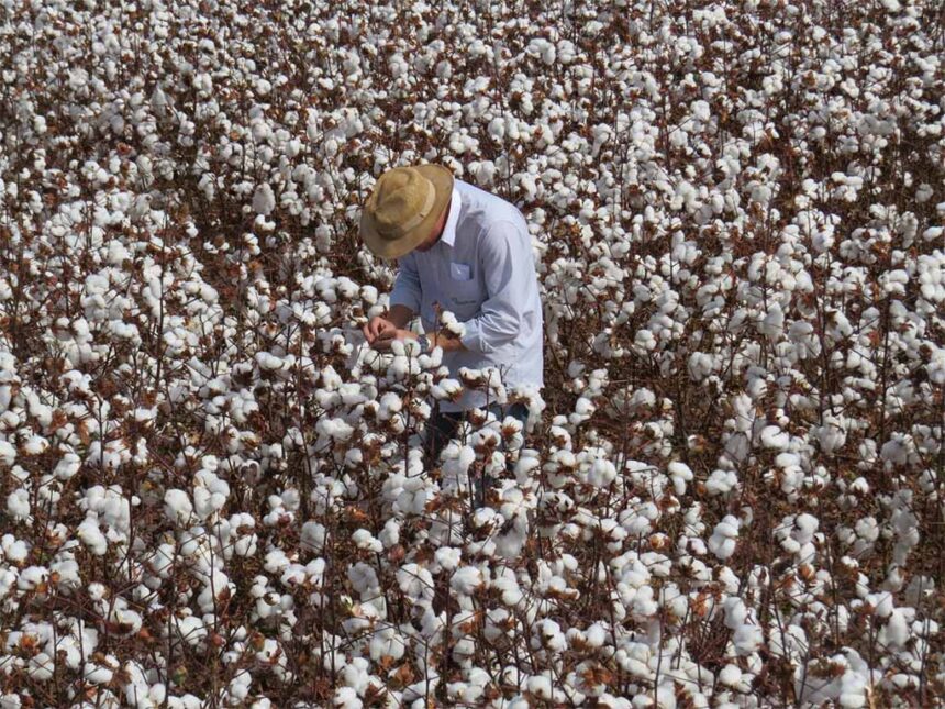 Calendário de semeadura do algodão abre em três regiões de Goiás após fim do vazio sanitário