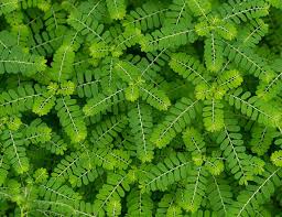 Saberes ancestrais dão origem a fitoterápico inédito no Brasil a partir do quebra-pedra