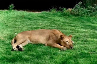 Parque da Bica reforça que Leona não será sacrificada após ataque que resultou na morte de jovem