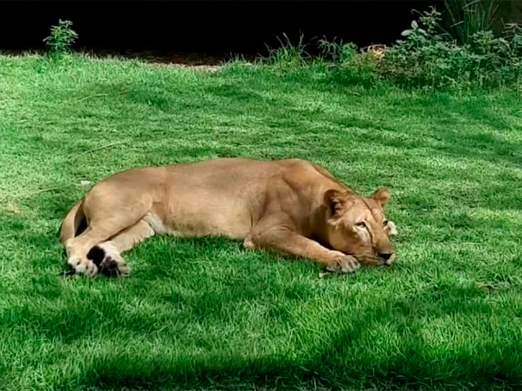 Parque da Bica reforça que Leona não será sacrificada após ataque que resultou na morte de jovem