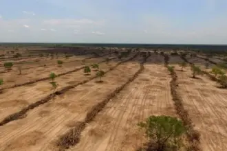Cerrado enfrenta colapso ambiental silencioso e segue invisível para a política