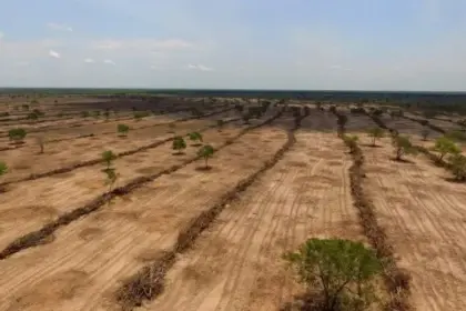 Cerrado enfrenta colapso ambiental silencioso e segue invisível para a política