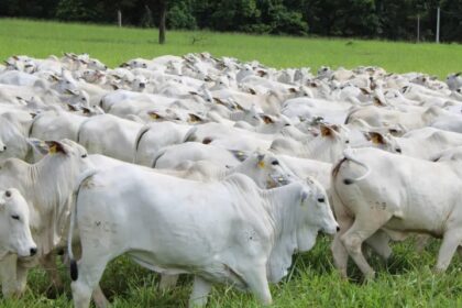 Aumento no abate de vacas e pressão nos preços marcam o mercado bovino no Brasil em março de 2025