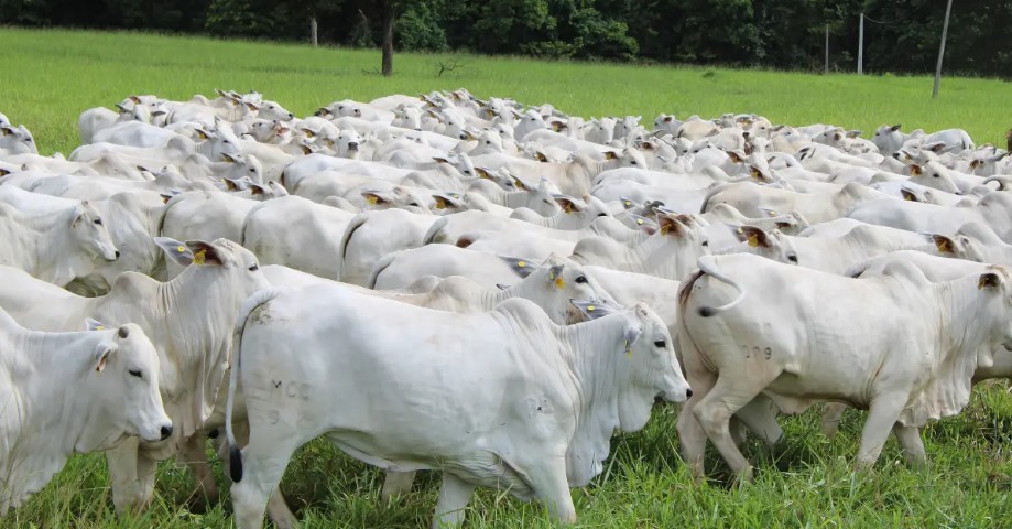 Aumento no abate de vacas e pressão nos preços marcam o mercado bovino no Brasil em março de 2025