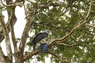 Arara ameaçada de extinção é morta por gavião-real em reserva ecológica de Mato Grosso