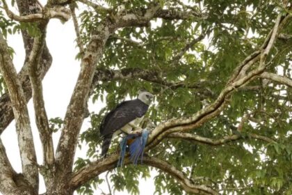 Arara ameaçada de extinção é morta por gavião-real em reserva ecológica de Mato Grosso