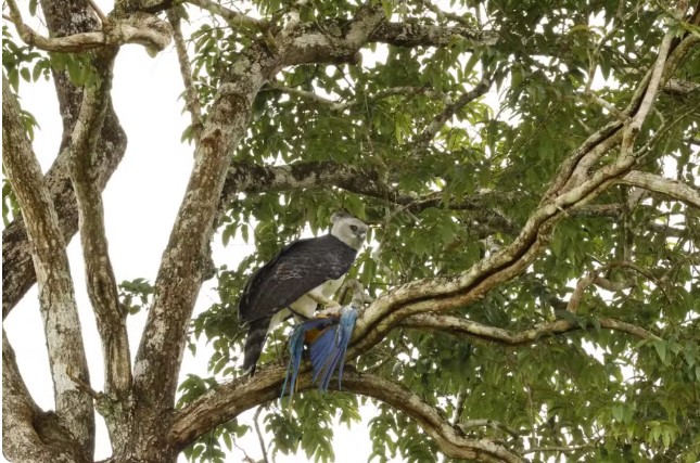 Arara ameaçada de extinção é morta por gavião-real em reserva ecológica de Mato Grosso