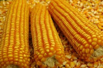 Milho em alta: preços superam R,00/saca e Goiás se destaca nas exportações em março de 2025