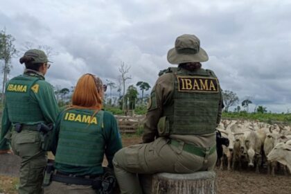 Ibama acumula 950 milhões em multas prescritas e sofre com déficit de servidores