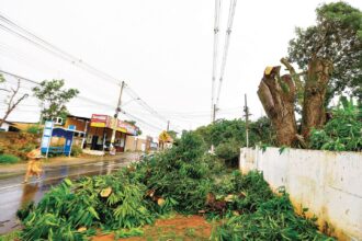 Poda irregular de árvores gera multa
