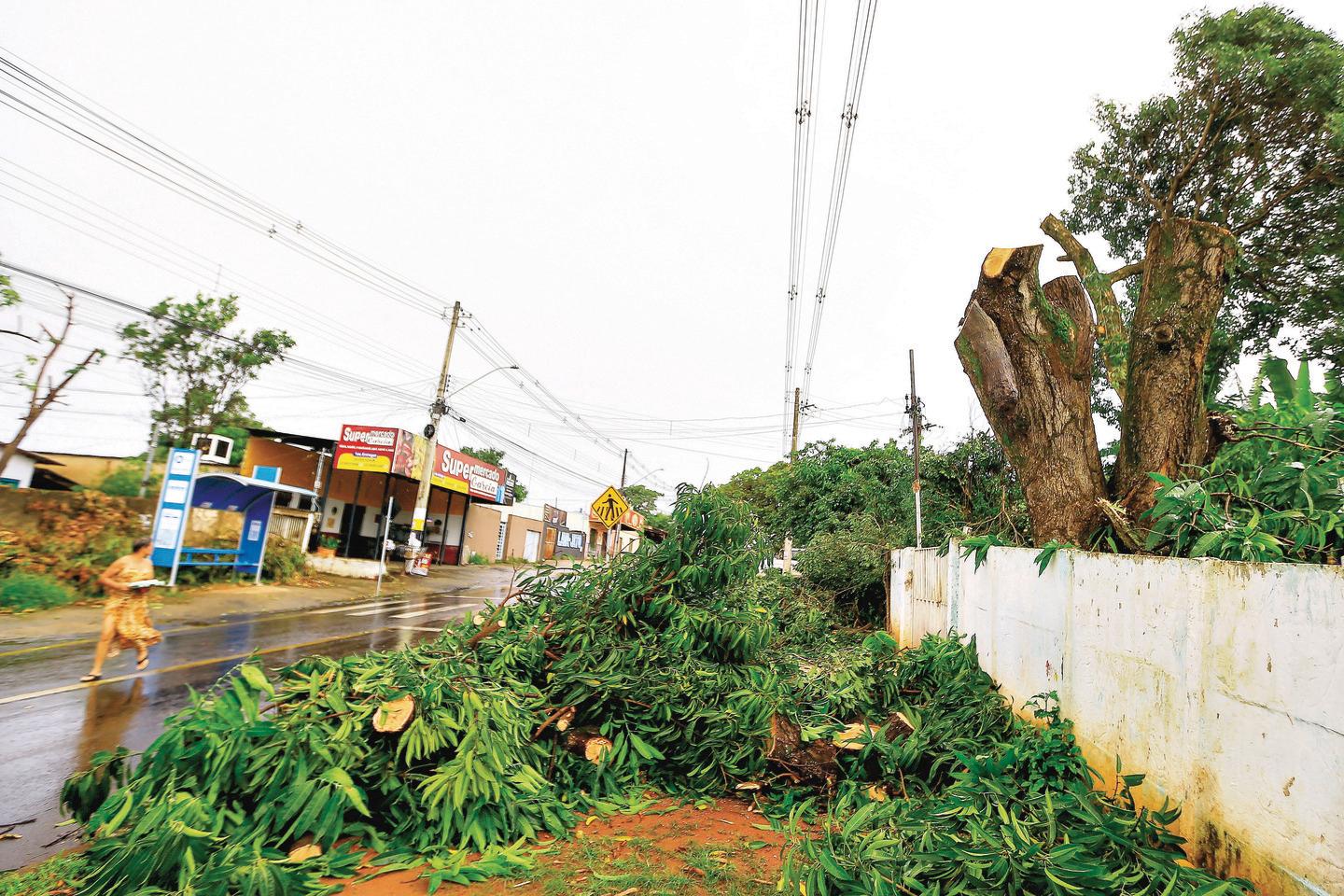 Poda irregular de árvores gera multa