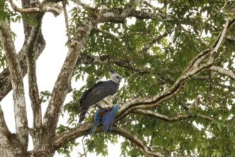 Arara é abatida por gavião-real em reserva ecológica de Mato Grosso