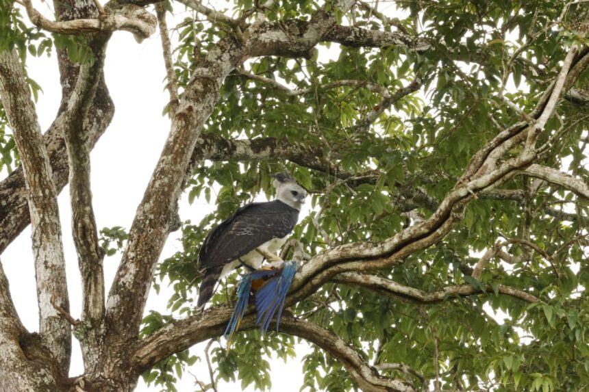Arara é abatida por gavião-real em reserva ecológica de Mato Grosso