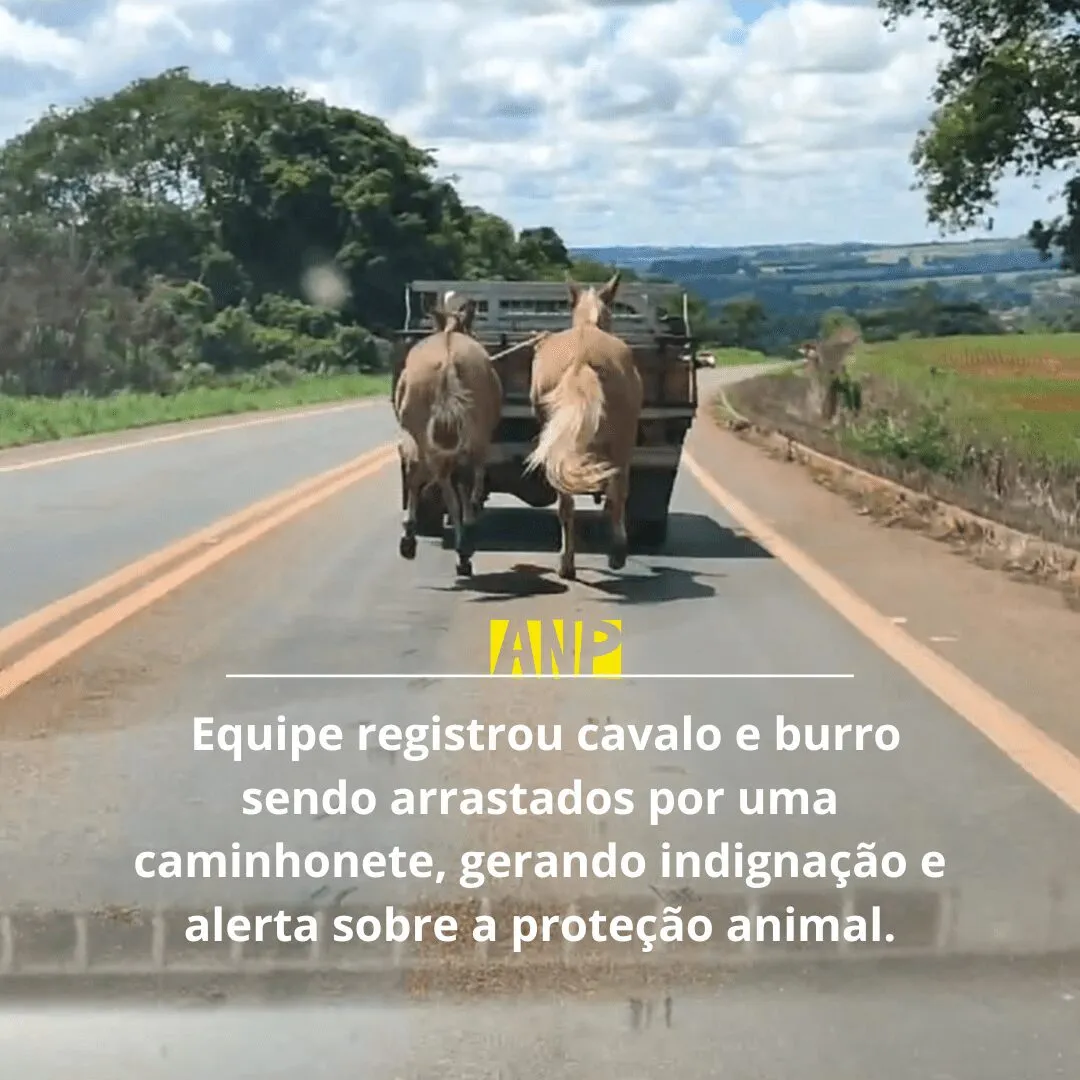 Estradas e Lentes Flagrou Maus-Tratos a Animais em Silvânia na BR 437. Estradas e Lentes Flagrou Maus-Tratos a Animais em Silvânia na BR 437.