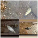 Caminhão com Agrotóxicos Tombado Gera Impactos Graves no Rio Vermelho Caminhão com Agrotóxicos Tombado Gera Impactos Graves no Rio Vermelho