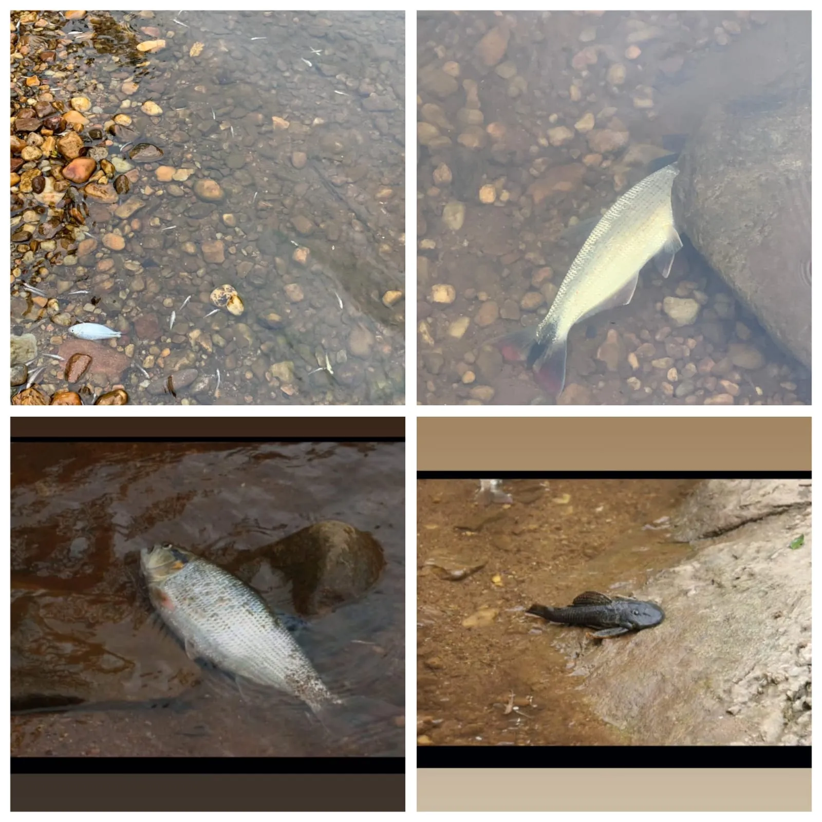 Caminhão com Agrotóxicos Tombado Gera Impactos Graves no Rio Vermelho Caminhão com Agrotóxicos Tombado Gera Impactos Graves no Rio Vermelho