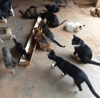 Gatos comendo em um comedouro longo.