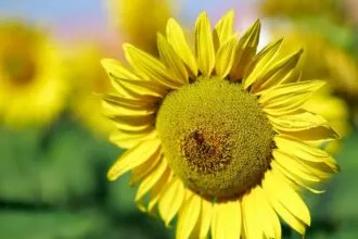 O Girassol Goiano: Entre Safras, Economia e Sustentabilidade O Girassol Goiano: Entre Safras, Economia e Sustentabilidade