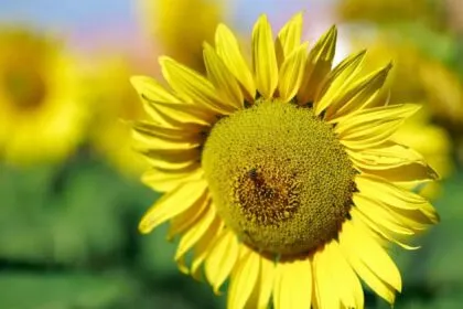 O Girassol Goiano: Entre Safras, Economia e Sustentabilidade O Girassol Goiano: Entre Safras, Economia e Sustentabilidade